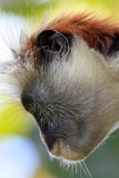 Red Colobus