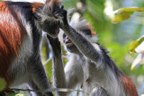 Red Colobus