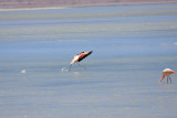 Landing Flamingo
