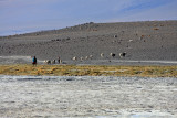 Woman with Llamas