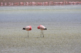 Flamingos