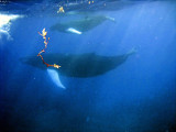 Female Humpback and Calf