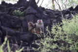 Hamadryas Baboons