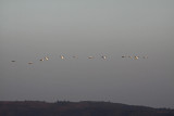 Sacred Ibis Going to Roost