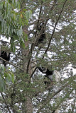 Black and White Colobus