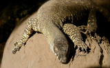 Goanna ~ Rockhampton Zoo