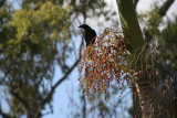 Pied Currawong