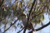 Kookaburra youngster