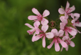 Fairies Are Dancing