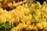 Groovy Aspens - Aspen, CO