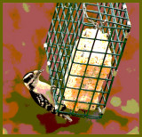 Clowny (downy) woodpecker at suit feeder