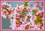 Cherry Blossom Festival - Washington DC