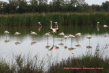 Pink Flamingos in Camargue (2008)