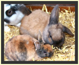 Bird Market - bunnies for sale