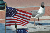 Patriotic gull