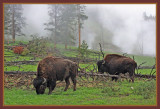 Breakfast for bison