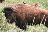 Cowbird on Bisoncow