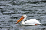 Male white pelican