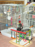 Checking out the birds travel cage  1/4