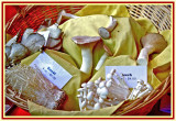 Oyster, Enoki & Beech mushrooms for sale at Kennett Mushroom Festival