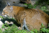 Bobcat ~ Columbus Zoo