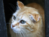 Nizas cat
