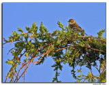 Yellow rumped warbler