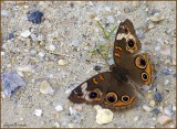 Buckeye butterfly