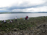 Gathering Oysters just south of Hood Canal Bridge