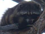 Rocky the racoon