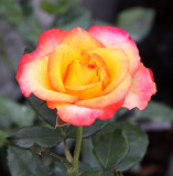 IMG_3168rose.JPG