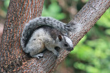 Variegated Squirrel