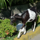 Goat de Isabella