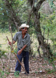 Worker On Coffee Farm