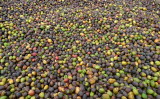 P1050782beans.JPG