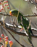 IMG_8560parrot.JPG