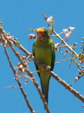 IMG_4536parrot.JPG