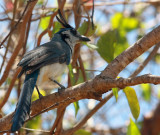 White -Throated Magpie-Jay