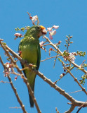 IMG_4533parrot.JPG