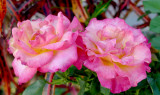 P1060745rose2.jpg