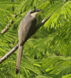 Mangrove cuckoo Coccyzus minor