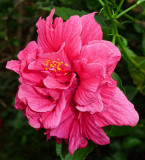 P1090698rdhibiscus.jpg