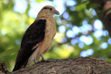 Yellow-headed Caracara (Milvago chimachima)