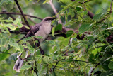 Tropical Mockingbird (Sinsonte Tropical)