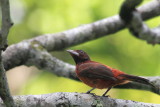 Crimson-backed Tanager (Ramphocelus dimidiatus) Female