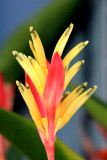  Heliconia