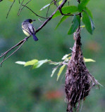 IMG_3984birdnest copy.JPG