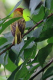 Mangrove Warbler