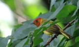 IMG_4385westerntanager.JPG