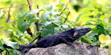IMG_4240blkiguana copy.JPG